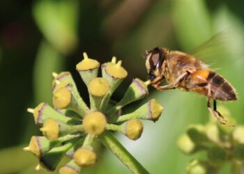 Como plantar flores que atraem abelhas