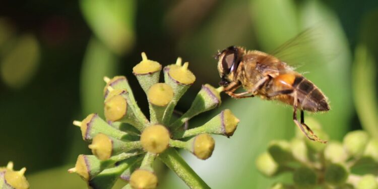 Como plantar flores que atraem abelhas