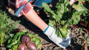 Dicas de como criar um jardim em sua casa