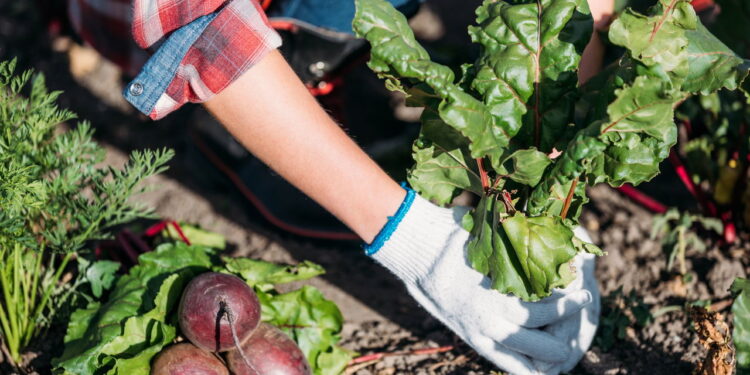 Métodos de adubagem do solo para fazer em sua horta