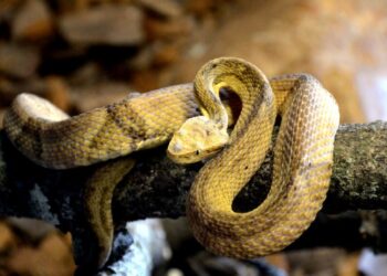 Ilha das Cobras