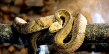 Ilha das Cobras
