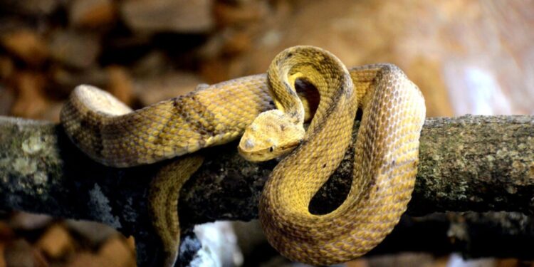 Ilha das Cobras