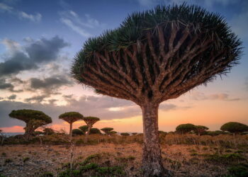 Arvora da Ilha de Socotra - Créditos: depositphotos.com / sugarek