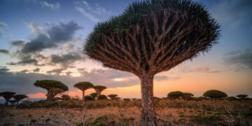 Arvora da Ilha de Socotra - Créditos: depositphotos.com / sugarek