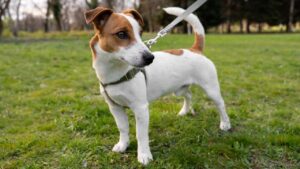 jack russell terrier
