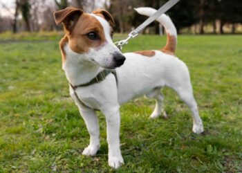 jack russell terrier