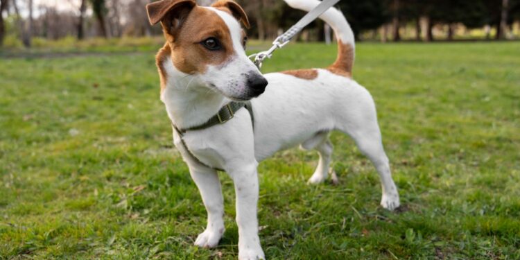jack russell terrier