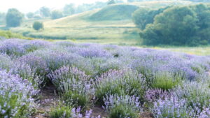 O segredo dos jardins de lavanda e seu poder calmante