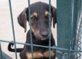 pet preso em corrente