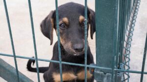 pet preso em corrente