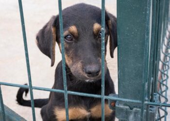 pet preso em corrente