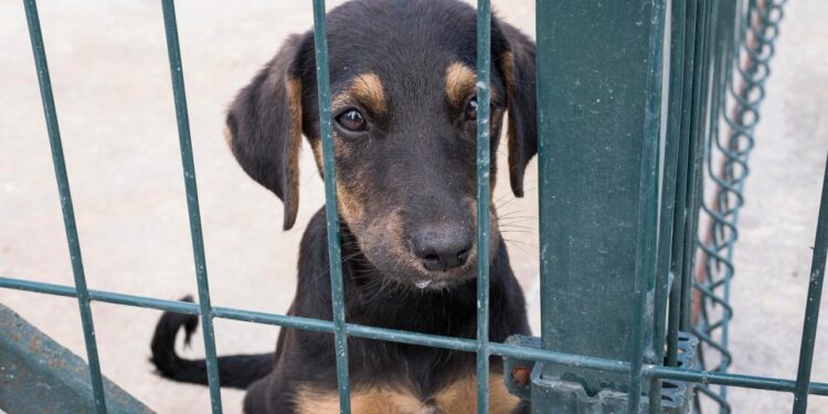 pet preso em corrente