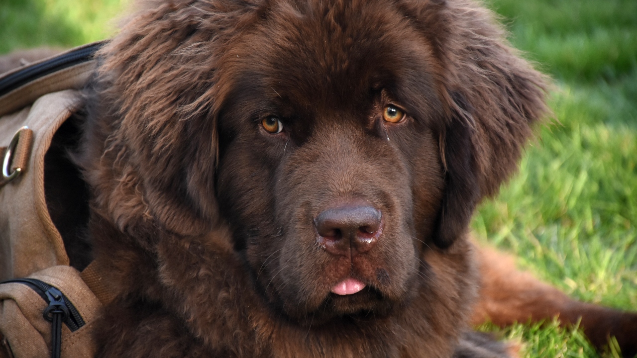 mastim tibetano