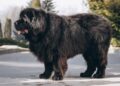 mastim tibetano