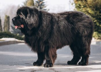 mastim tibetano