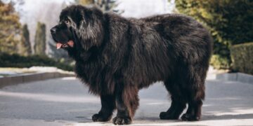 mastim tibetano