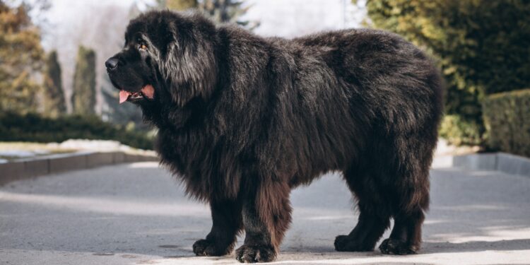mastim tibetano