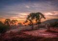 Monte Verde - https://www.flickr.com/photos/rvc/31640041985