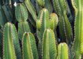 Famosos que cultivam plantas raras