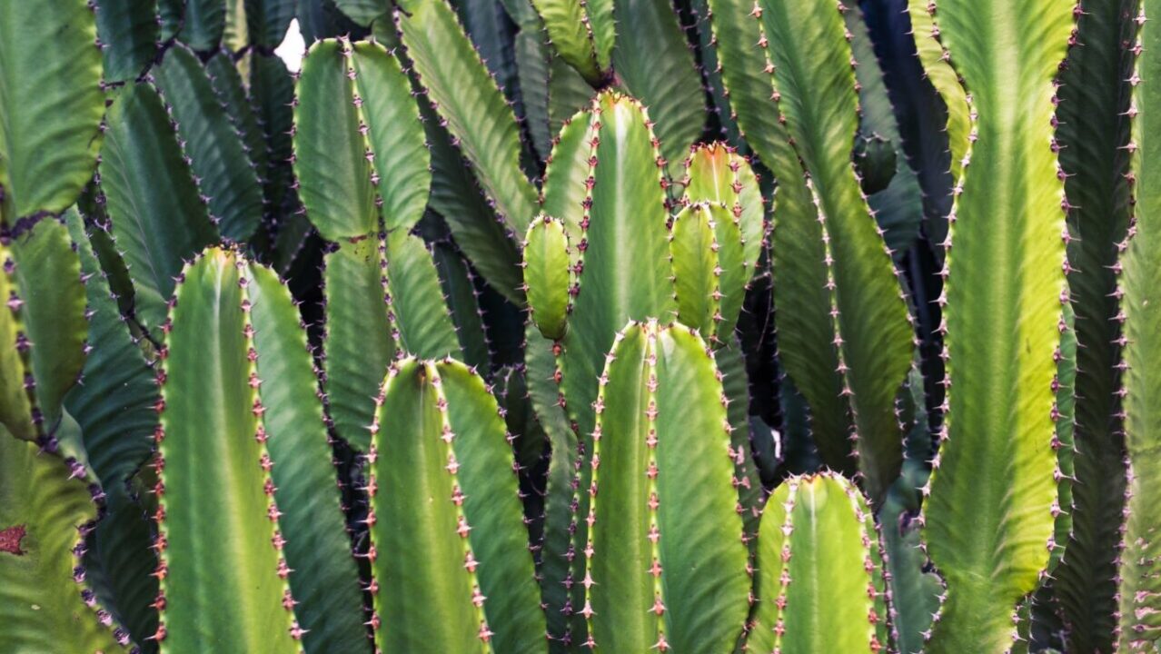 Motivo do cacto ser uma das melhores plantas para sua casa