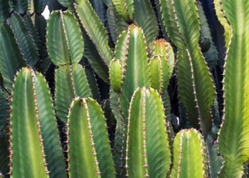 Famosos que cultivam plantas raras