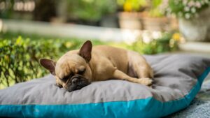 o que significa quando o cachorro ronca