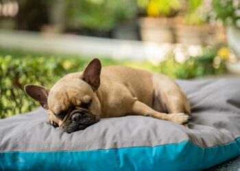 o que significa quando o cachorro ronca