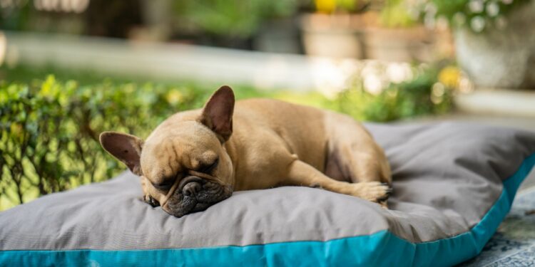 o que significa quando o cachorro ronca
