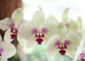 Dicas para manter sua orquídea mais bonita do que nunca