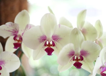 Dicas para manter sua orquídea mais bonita do que nunca