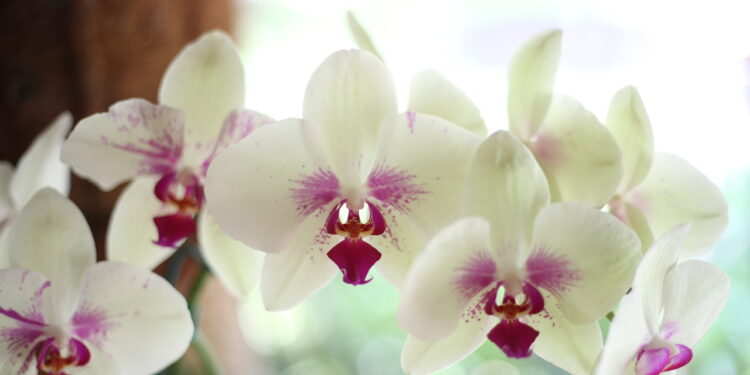 Dicas para manter sua orquídea mais bonita do que nunca
