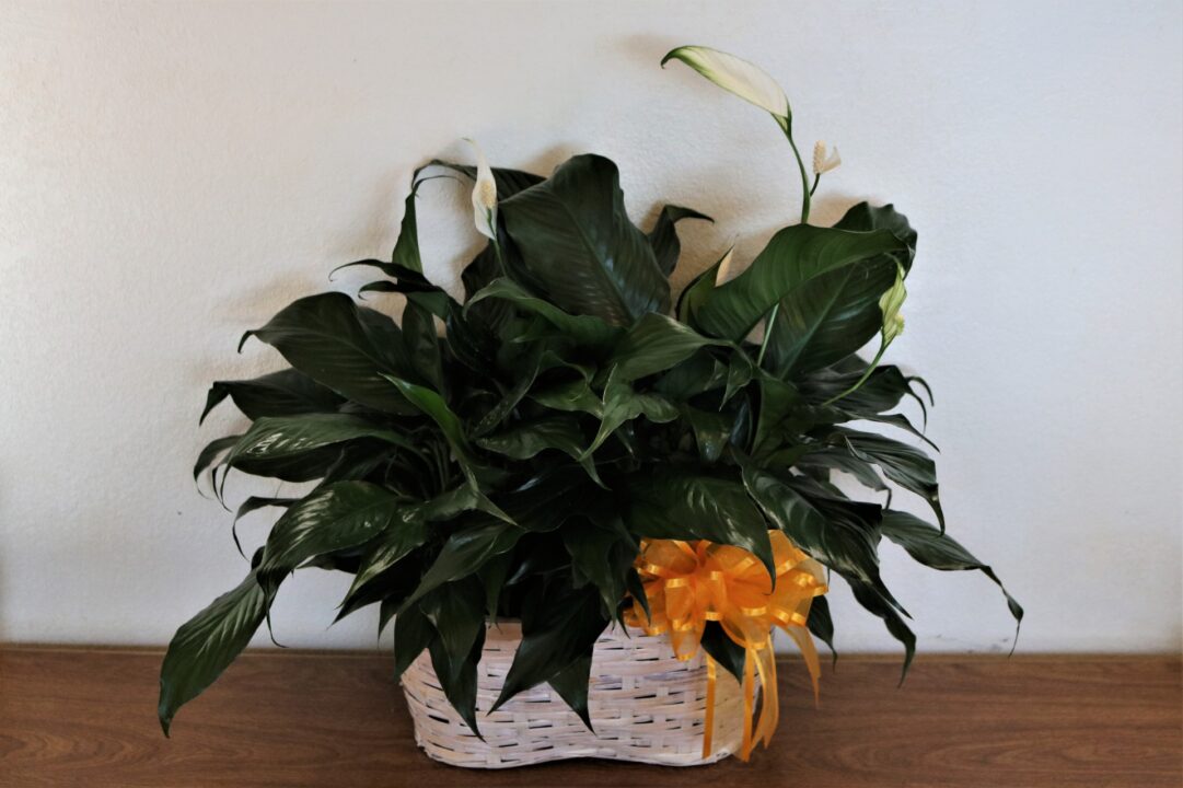 Plantas que mudam a qualidade do ar da sua casa