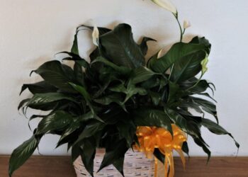 Dicas para criar um cantinho verde em sua casa