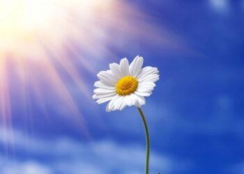 Como descobrir se sua planta precisa de mais sol