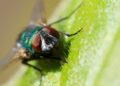 mosca-da-bicheira