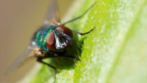 mosca-da-bicheira
