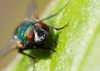 mosca-da-bicheira