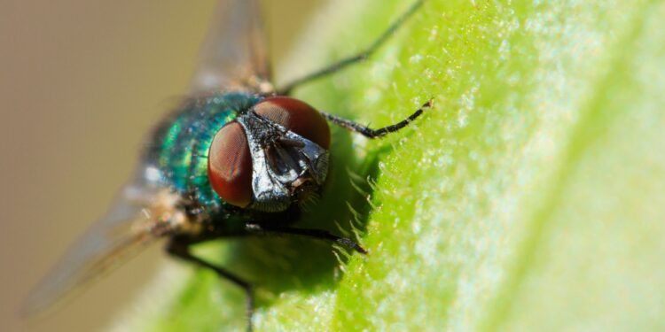 mosca-da-bicheira