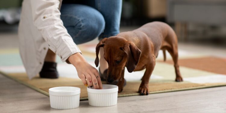 Quantas vezes o cachorro tem que comer por dia?