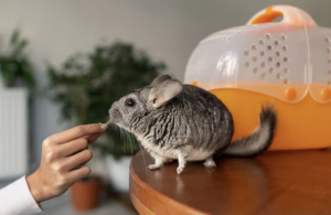 Roedor também é pet! Foto: FreePik