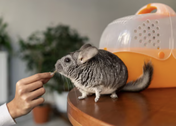 Roedor também é pet! Foto: FreePik