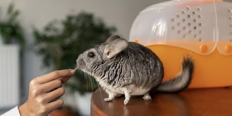 Roedor também é pet! Foto: FreePik