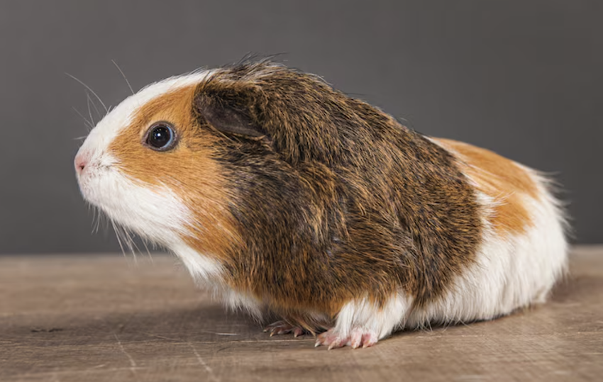 Roedor também é pet! Foto: FreePik