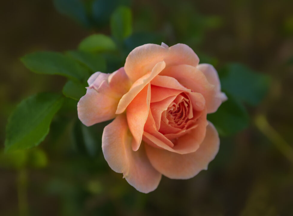 Flores com perfume marcante para buquês
