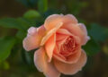 Como fazer sua rosa crescer mais bonita que nunca