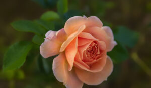 Como fazer sua rosa crescer mais bonita que nunca