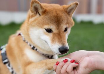 raça shiba