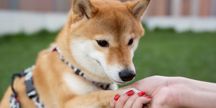 raça shiba