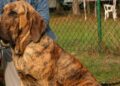 fila brasileiro